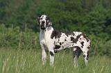 DOGUE ALLEMAND 554
